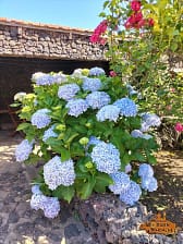 casa rural aborigen bimbache jardín