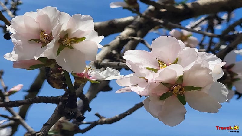 Almendros de Valsequillo